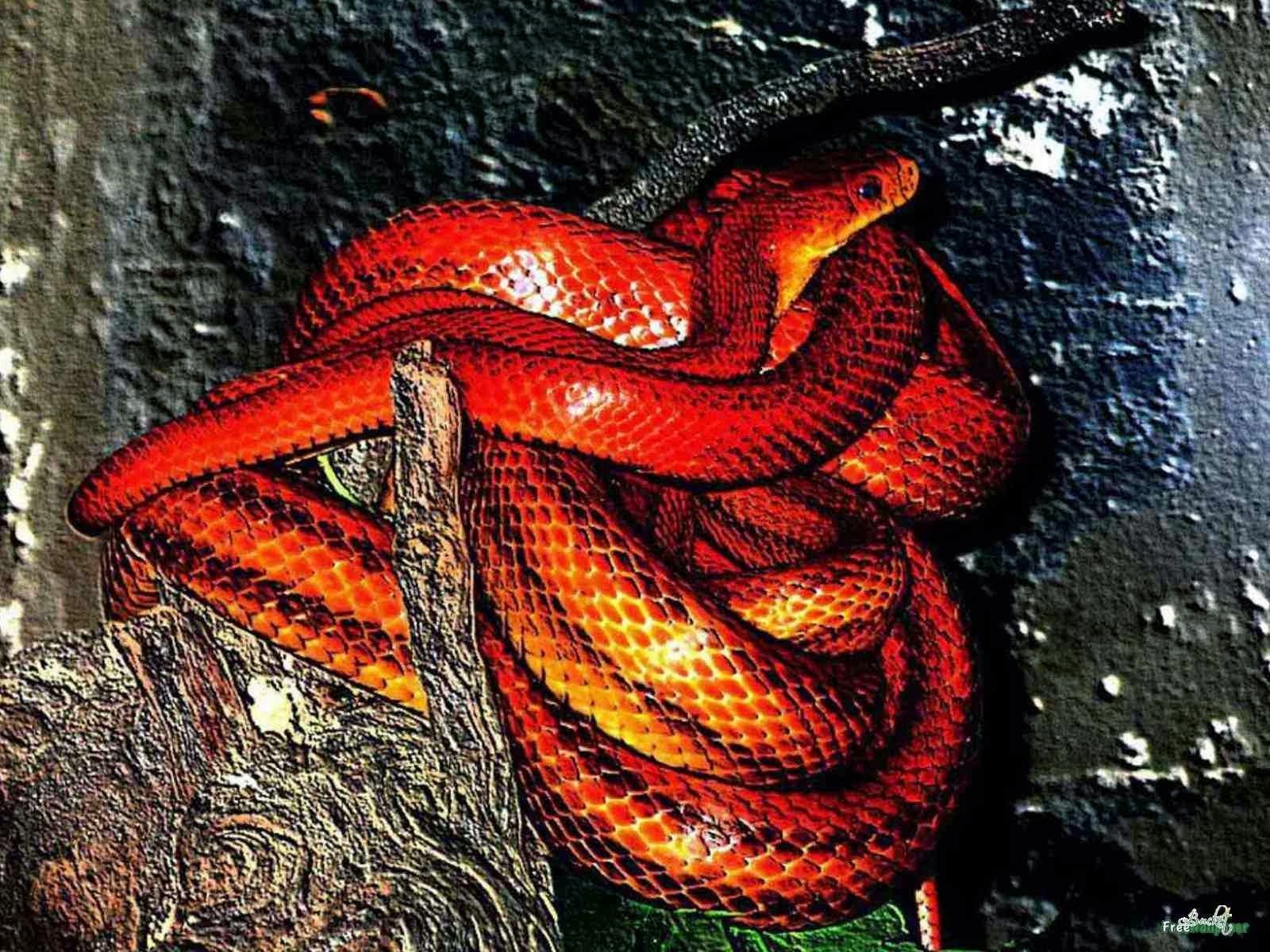 Совместимость огненной змеи. Маисовый полоз красный змея. Маисовый полоз и Аспид. Красная гадюка змея. Белогубый полоз.
