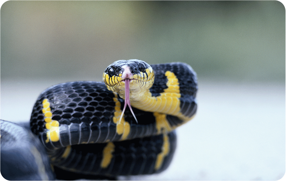 Черная с желтыми пятнами на голове. Мангровая бойга. Бойга дендрофила. Змея бойга мангровая. Крайт змея.