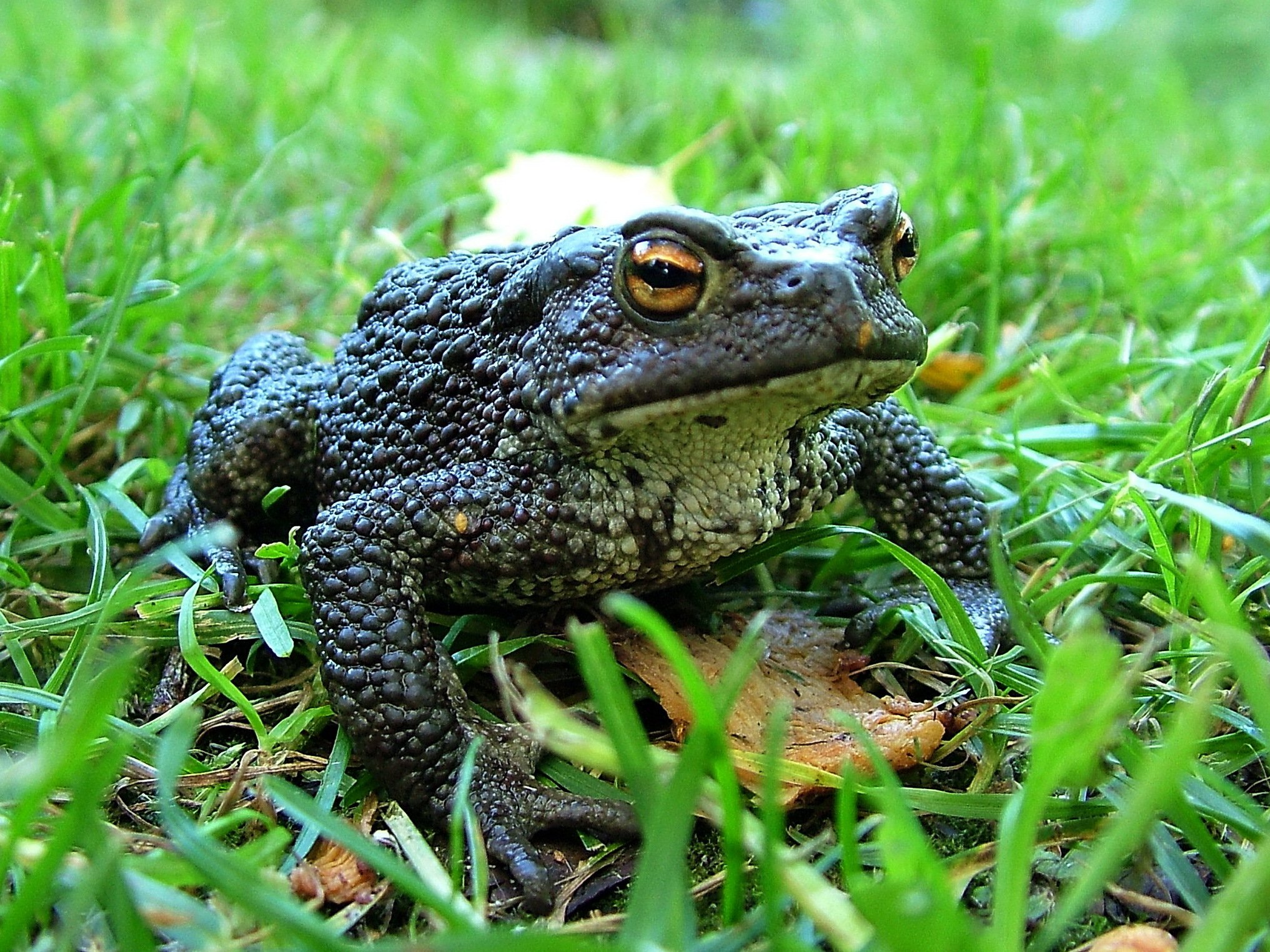 Серая жаба - 52 фото