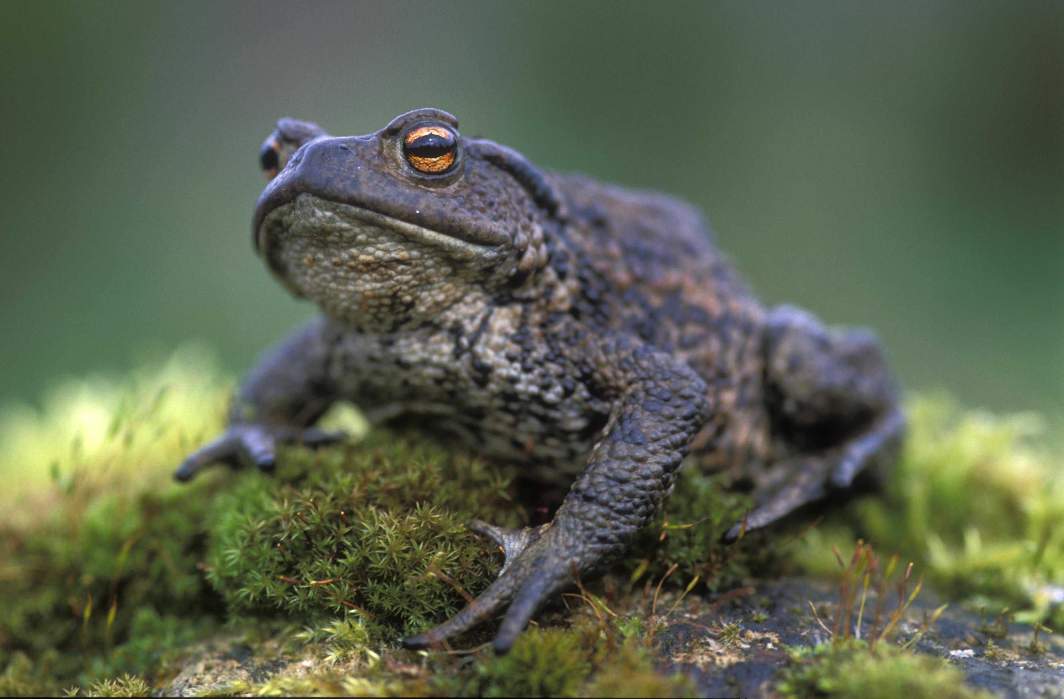 Серая жаба - 52 фото