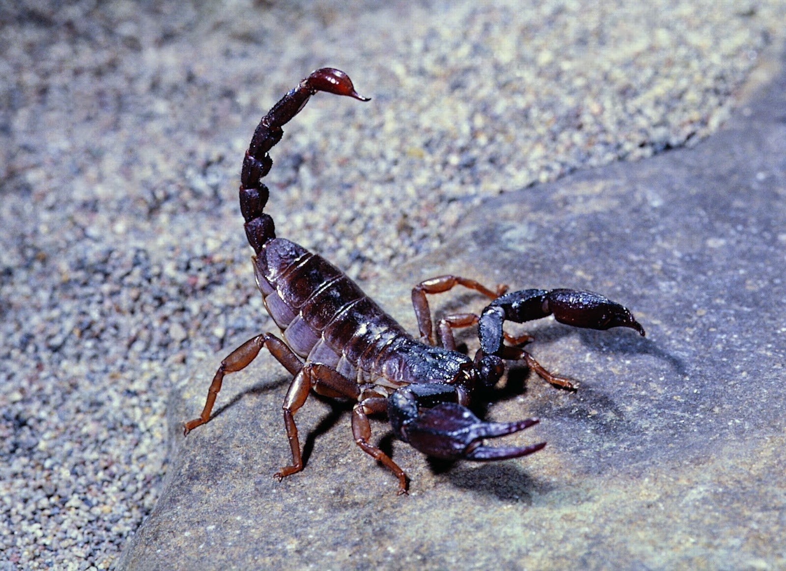 Суть жизни скорпиона. Скорпионы. Скорпион. Scorpion. Голубой Скорпион фото.