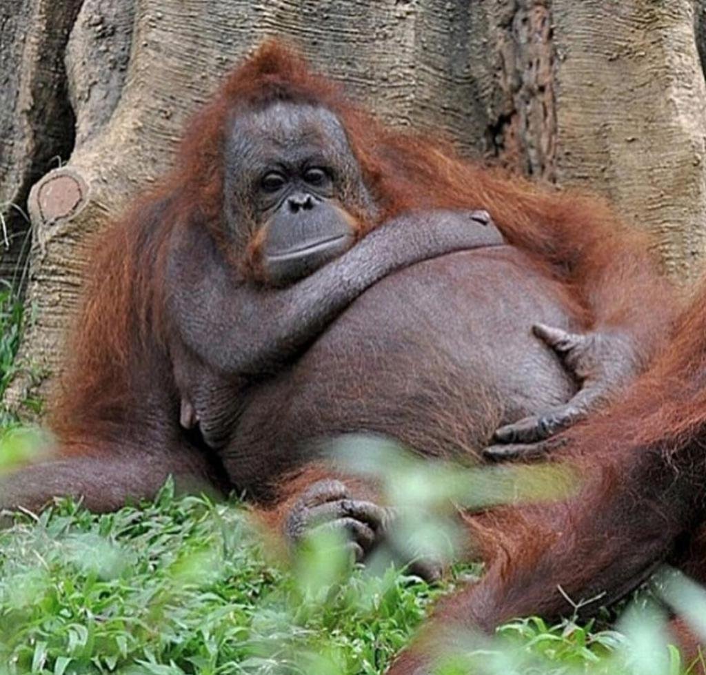 Толстая жизнь животных. Самка орангутана. Исполинский бурый орангутанг. Толстое животное. Смешные животные.