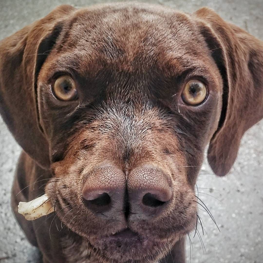 Порода собак с раздвоенным носом - 64 фото