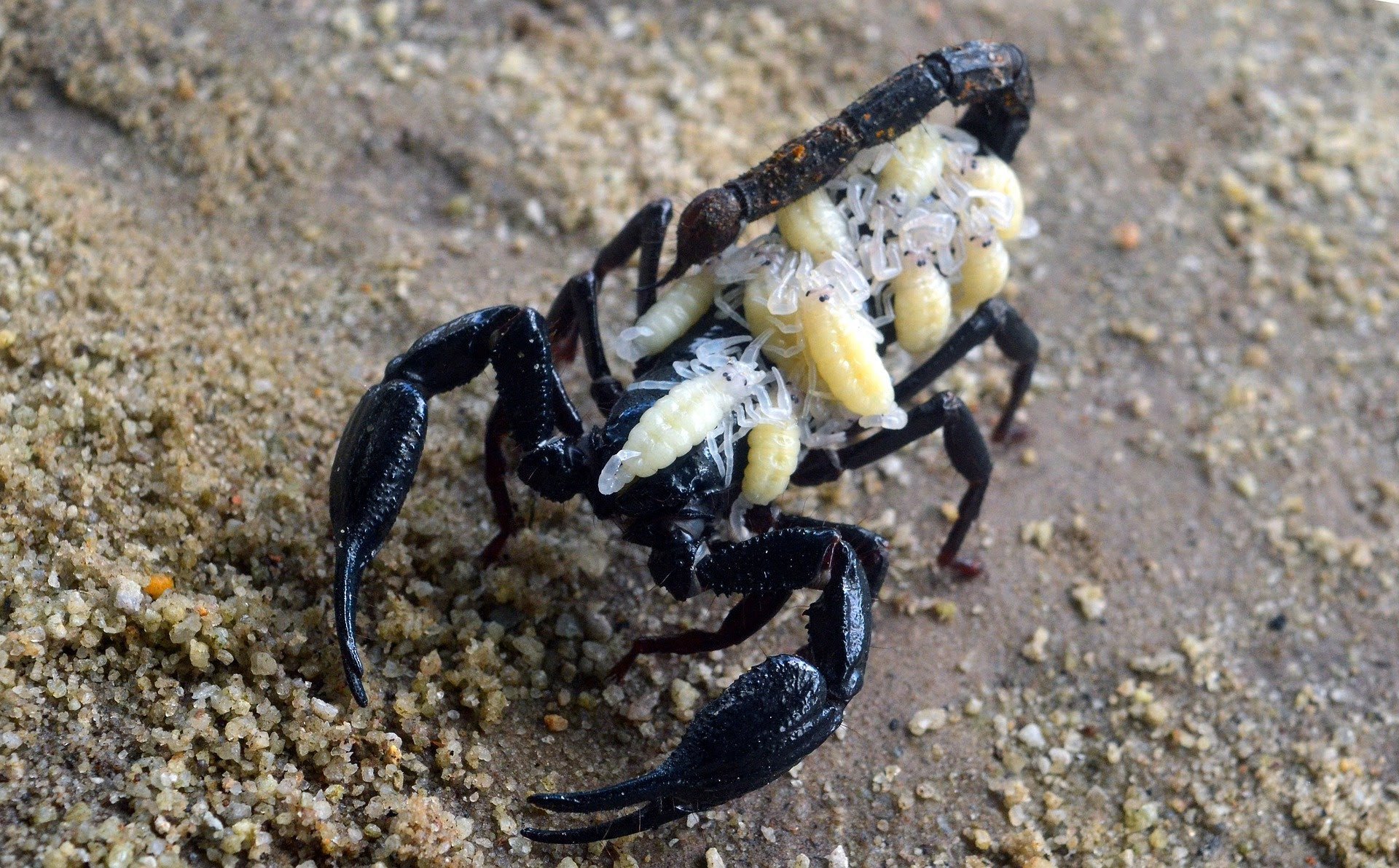 Animals scorpions. Арахнид Скорпион. Скорпионы паукообразные. Самка скорпиона. Скорпион фото.