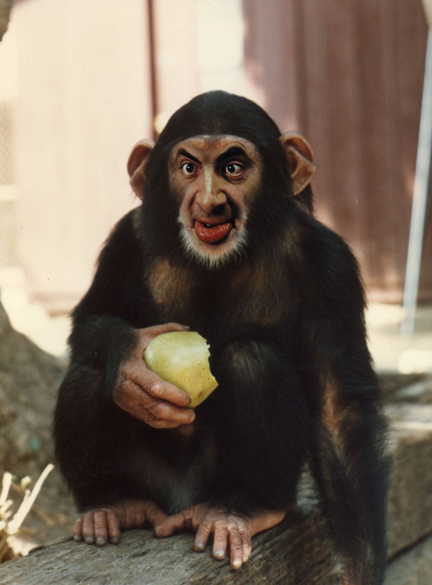 Забавный шимпанзе как правильно. Кунац меймун. Обезьяна. Глупая обезьяна.