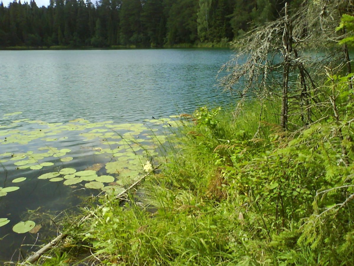 Бездонное озеро в Подмосковье - 79 фото