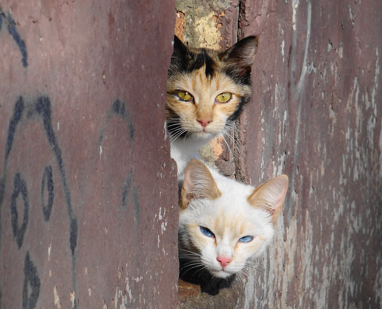 Кидать кошку. Бездомные кошки. Брошенные кошки. Бродячие кошки. Брошенные котята на улице.