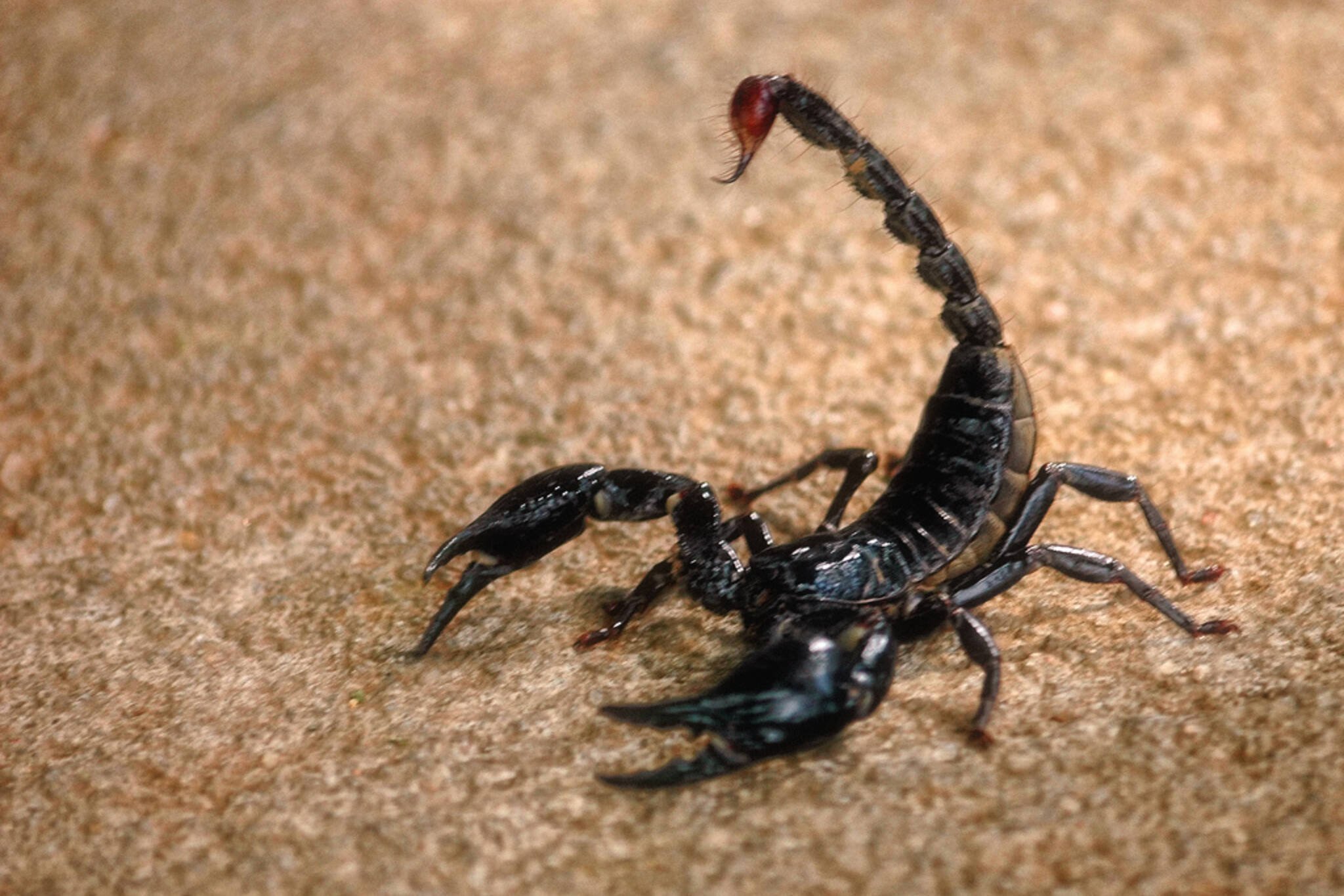 Могут ли мужчины скорпионы. Палестинский Скорпион генурис. Скорпион Лейурус черный. Скорпионы паукообразные. Мегрельский Скорпион.