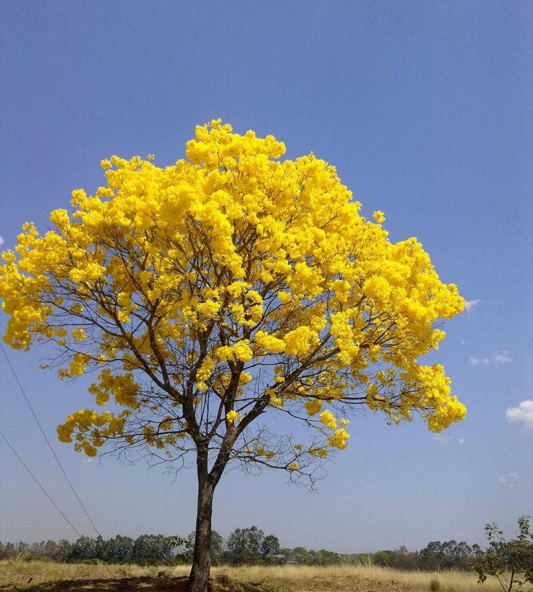 Дерево с желтыми цветами - 61 фото
