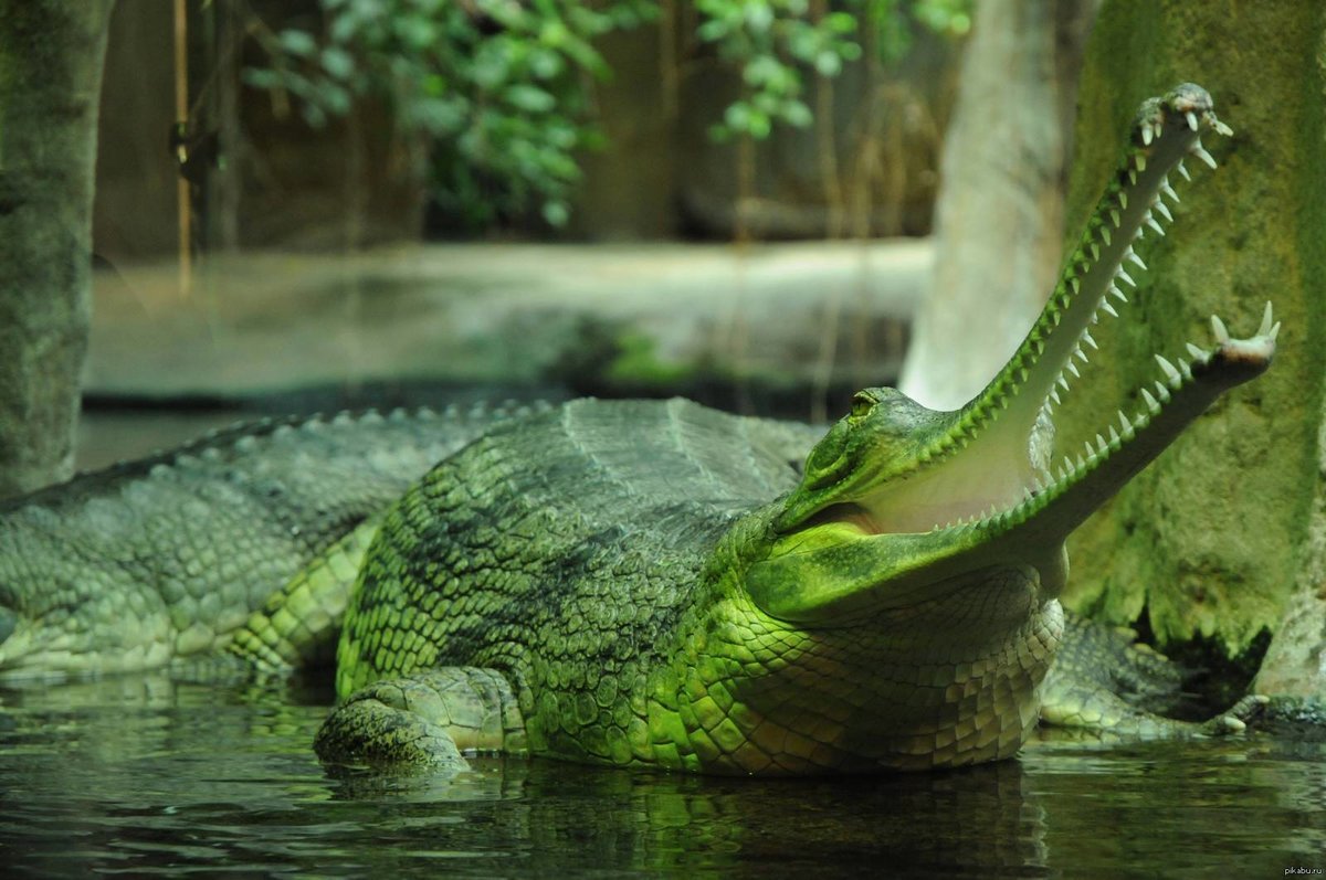 Крокодил гавиал