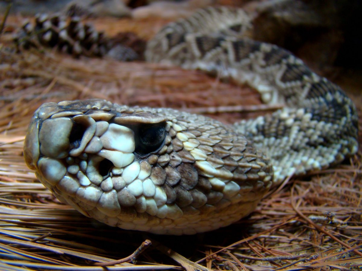 Змеи Приморья (60 фото)