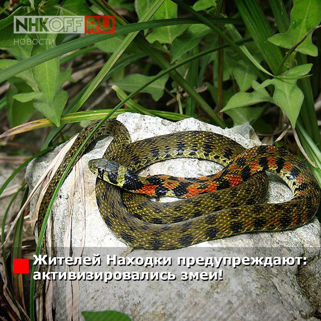 Змеи Приморского края (56 фото)