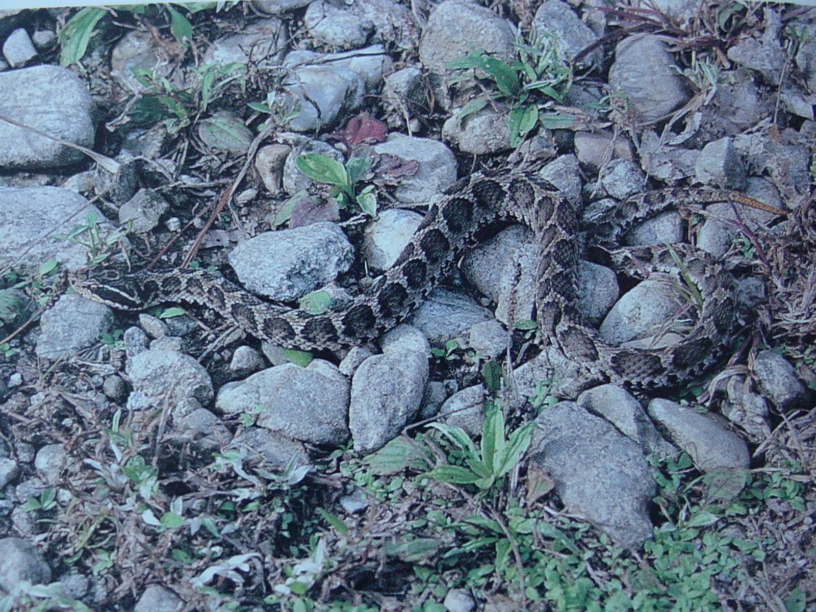 Змеи сахалина. Гадюка Сахалинская ( Vipera sachalinensis ). Змеи Приморского края щитомордник. Щитомордник змея Приморский край. Сахалинская гадюка в Приморском.