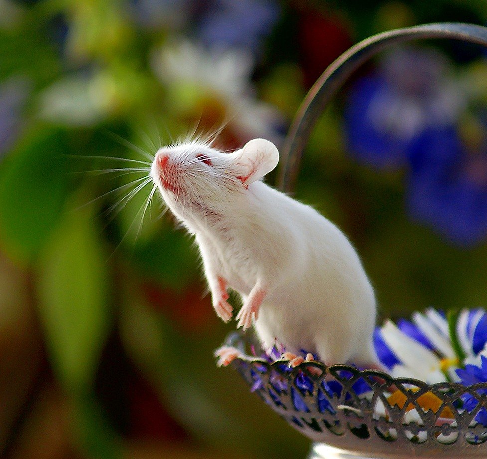 Наведи мышку. Белая мышь. Белый мышонок. Красивая мышь. Красивый мышонок.