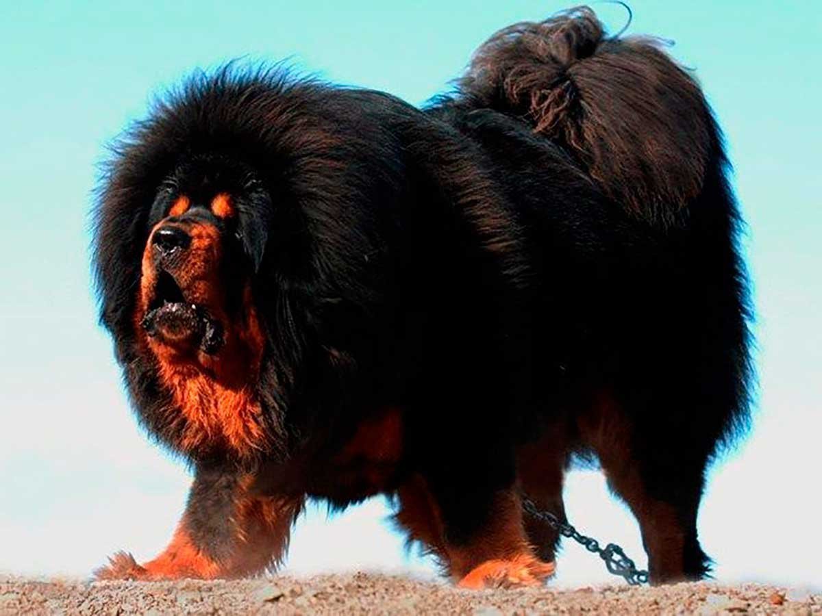 Покажи больших собак. Мастиф Хонг Донг. Тибетский мастиф Хонг Донг. Королевский тибетский мастиф. Тибетский мастиф черный.