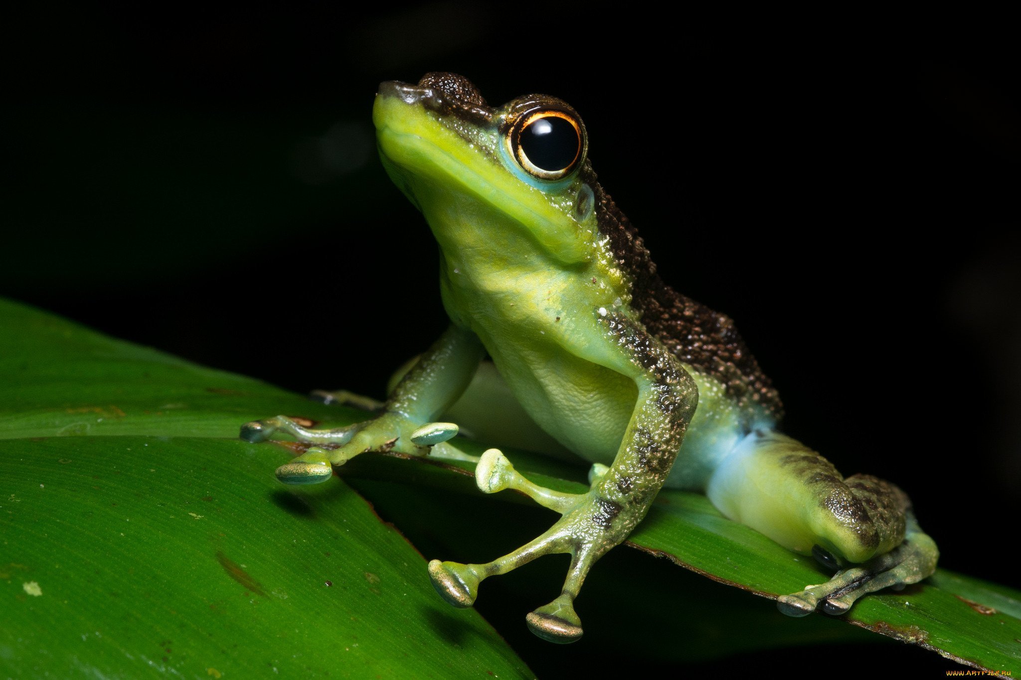 Земляная жаба - 48 фото