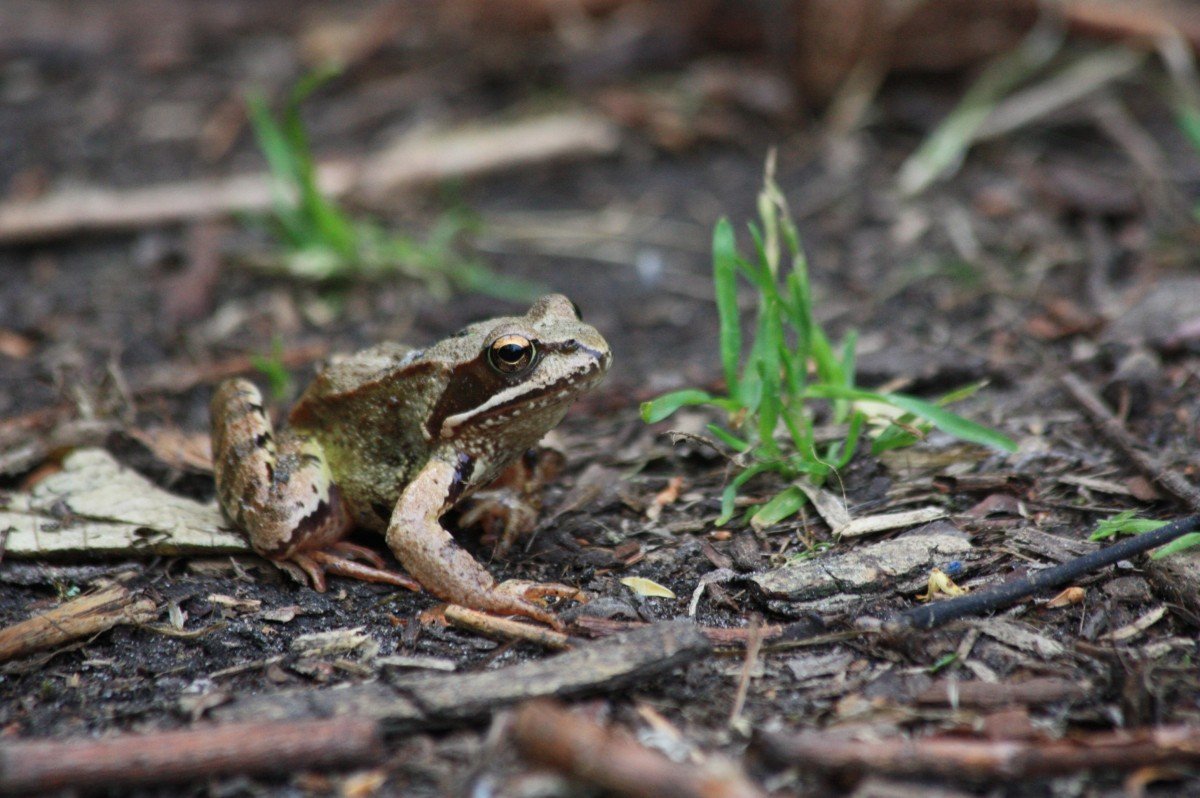 Земляная жаба - 48 фото