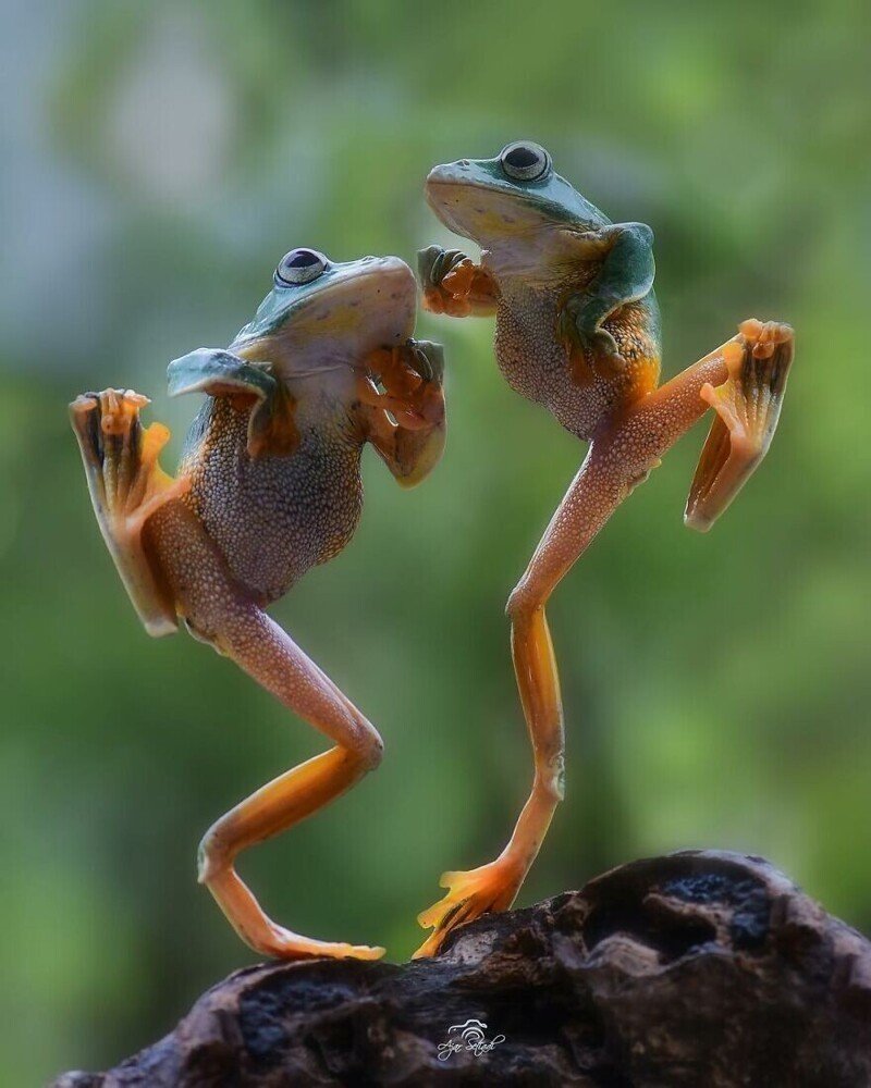 Танцующая лягушка