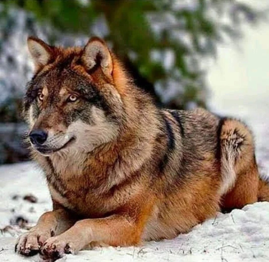 Самый крупный волк в мире
