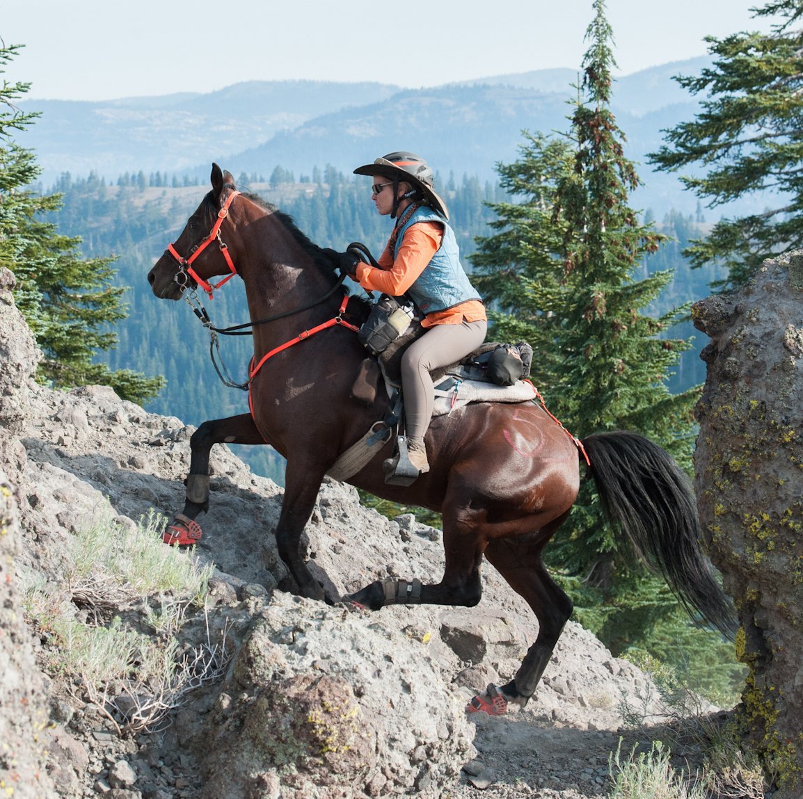 На русском ride a horse. Современные подковы для лошадей. Подкова с лошадью. Пластиковые подковы для лошадей. Подкованная лошадь.