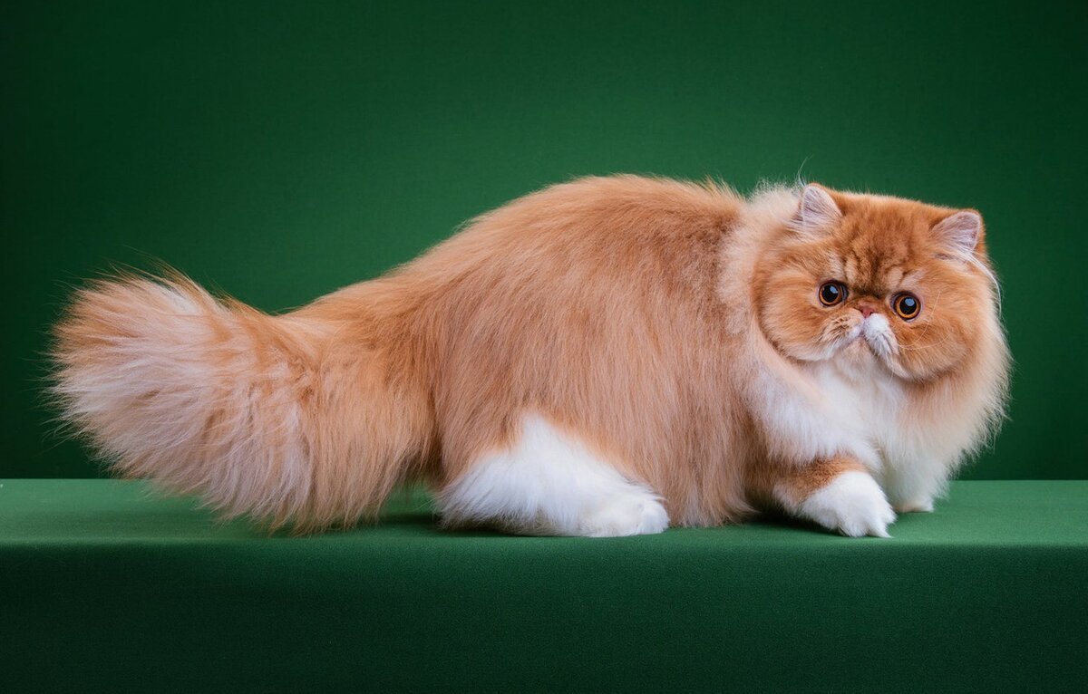 Порода кошек Наполеон
