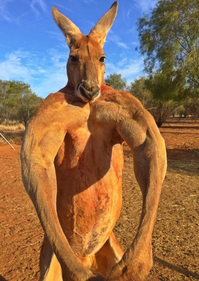 Накаченный кенгуру