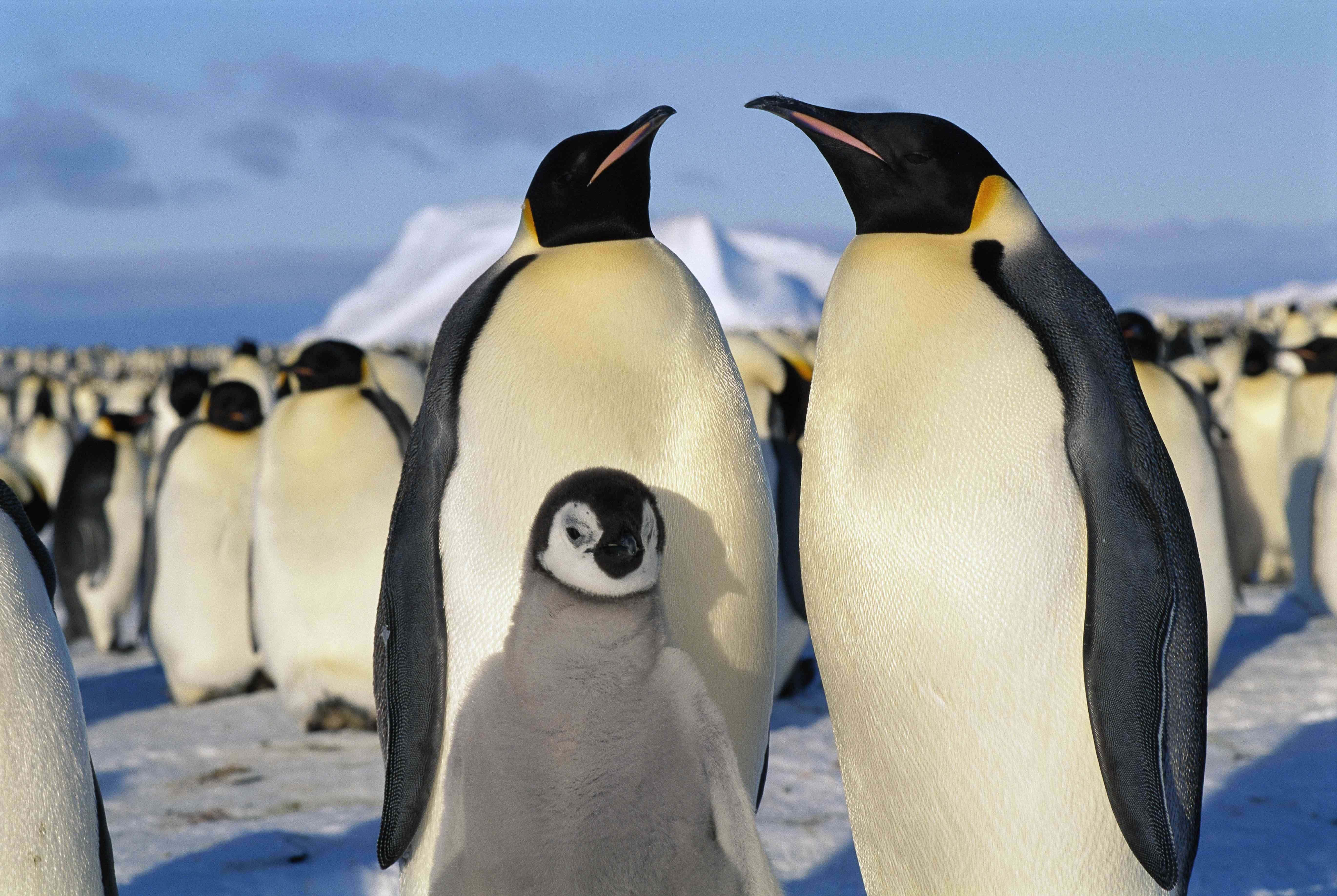 Пингвины живут на южном. Императорский Пингвин в Антарктиде. Королевский Пингвин в Антарктиде. Императорский Пингвин самка. Королевский Пингвин Императорский Галапагосский.