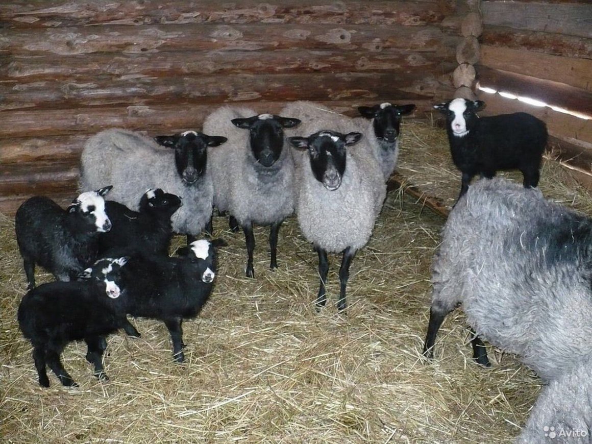 Авито породы овец
