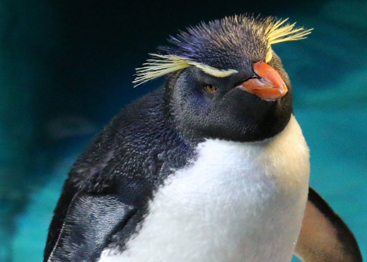Пингвин с открытым ртом