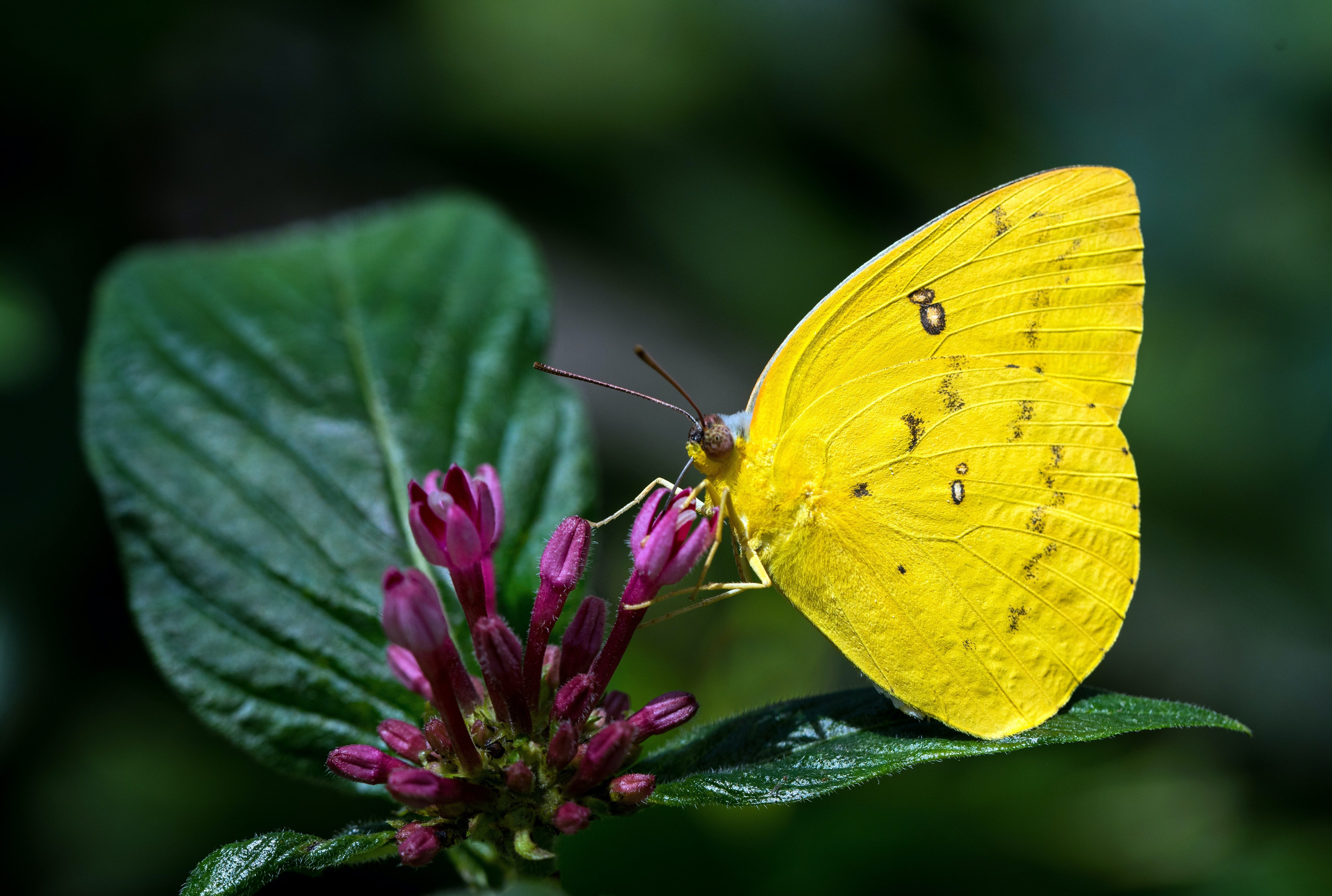 Бабочка с желтыми крыльями. Бабочки Адмирал лимонница желтушка. Бабочка лимонница. Бабочка лимонница крушинница. Жёлтая бабочка лимонница.