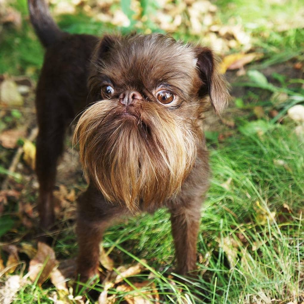 Бородатая собака - 62 фото