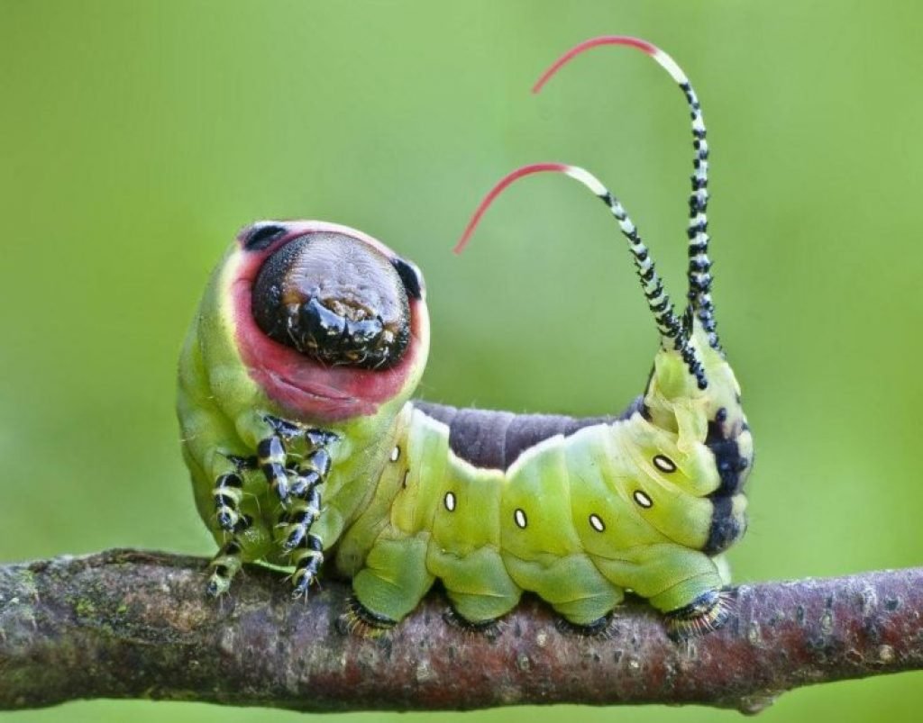 Самые страшные насекомые - 69 фото