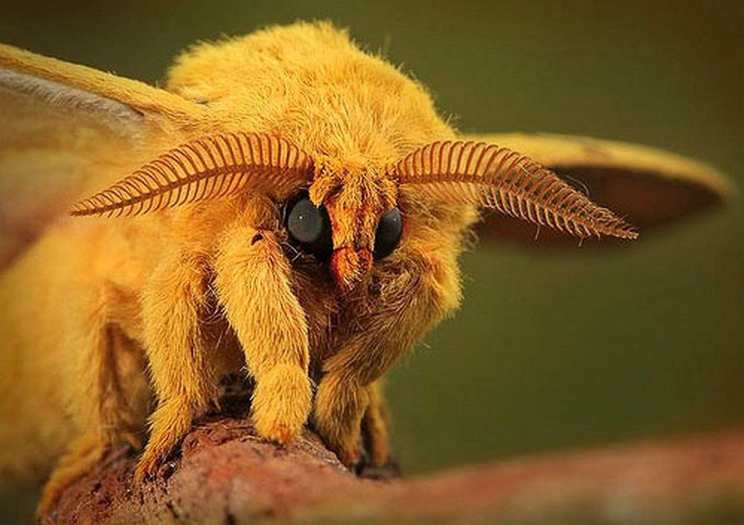 Самые страшные насекомые - 69 фото