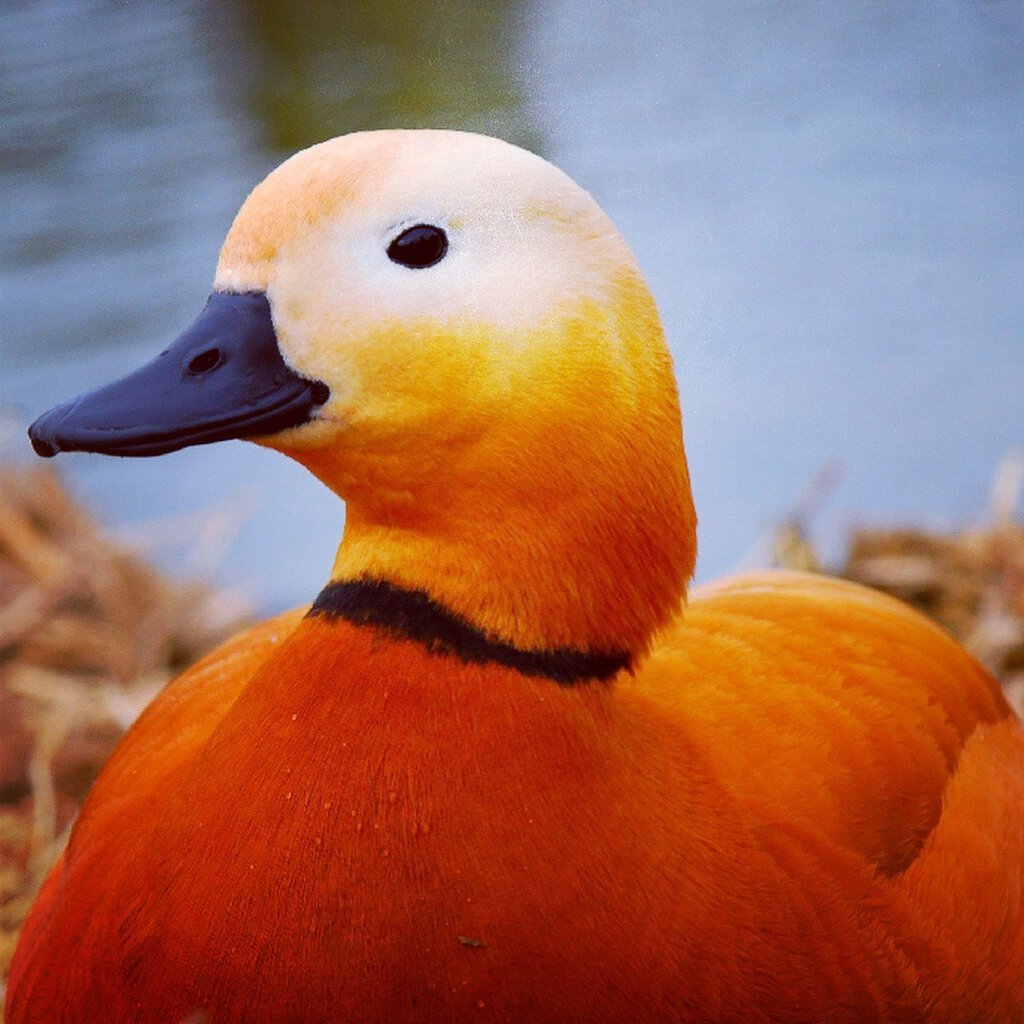 Оранжевая утка
