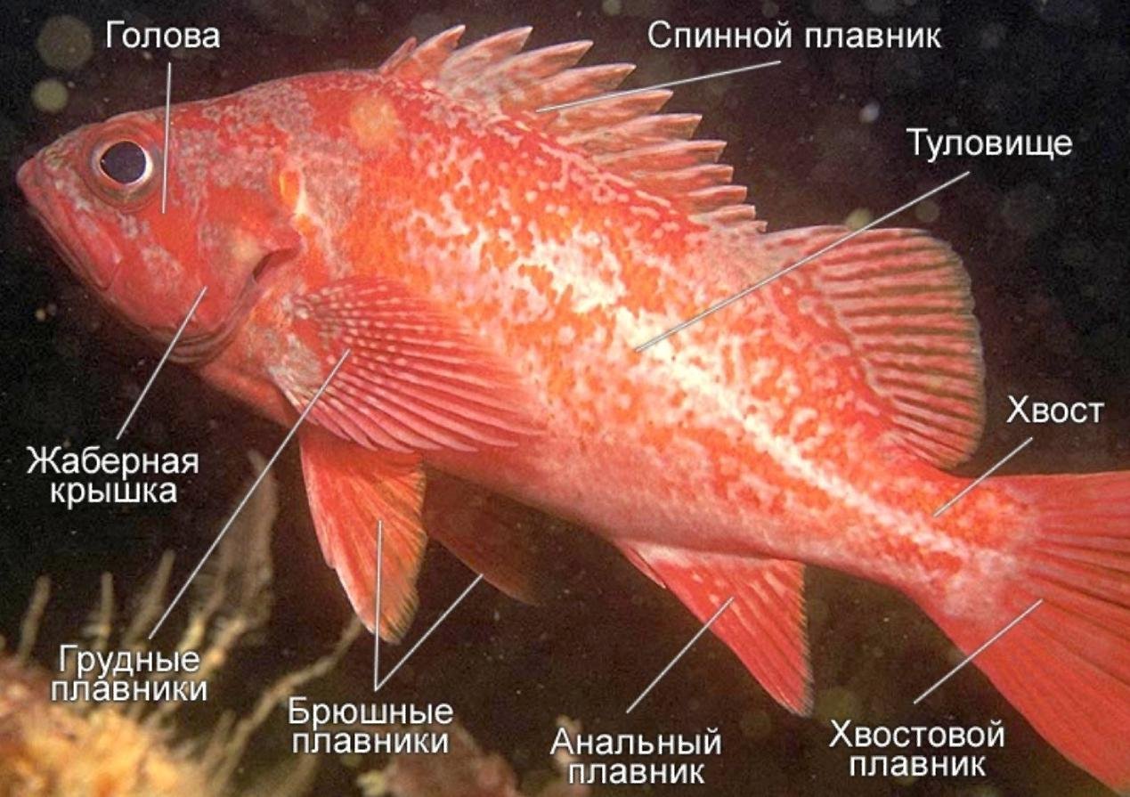 Крас рыба. Красный морской окунь. Окунь глубоководный красный. Окунь морской клювач. Морской окунь Sebastes Marinus.