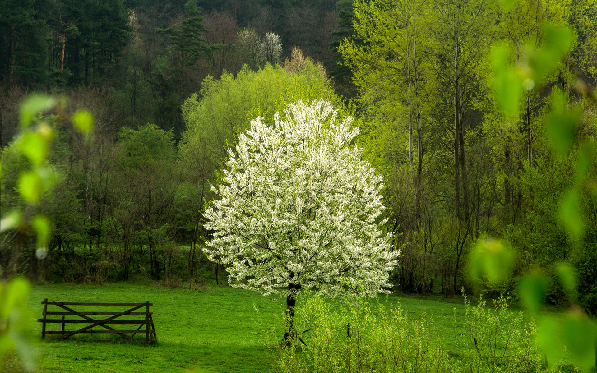 Пробуждение деревьев. Липа мелколистная Мультиштамб. Яблоня Адирондак. Цветущая черемуха Поляна в лесу в мае. Весеннее дерево.