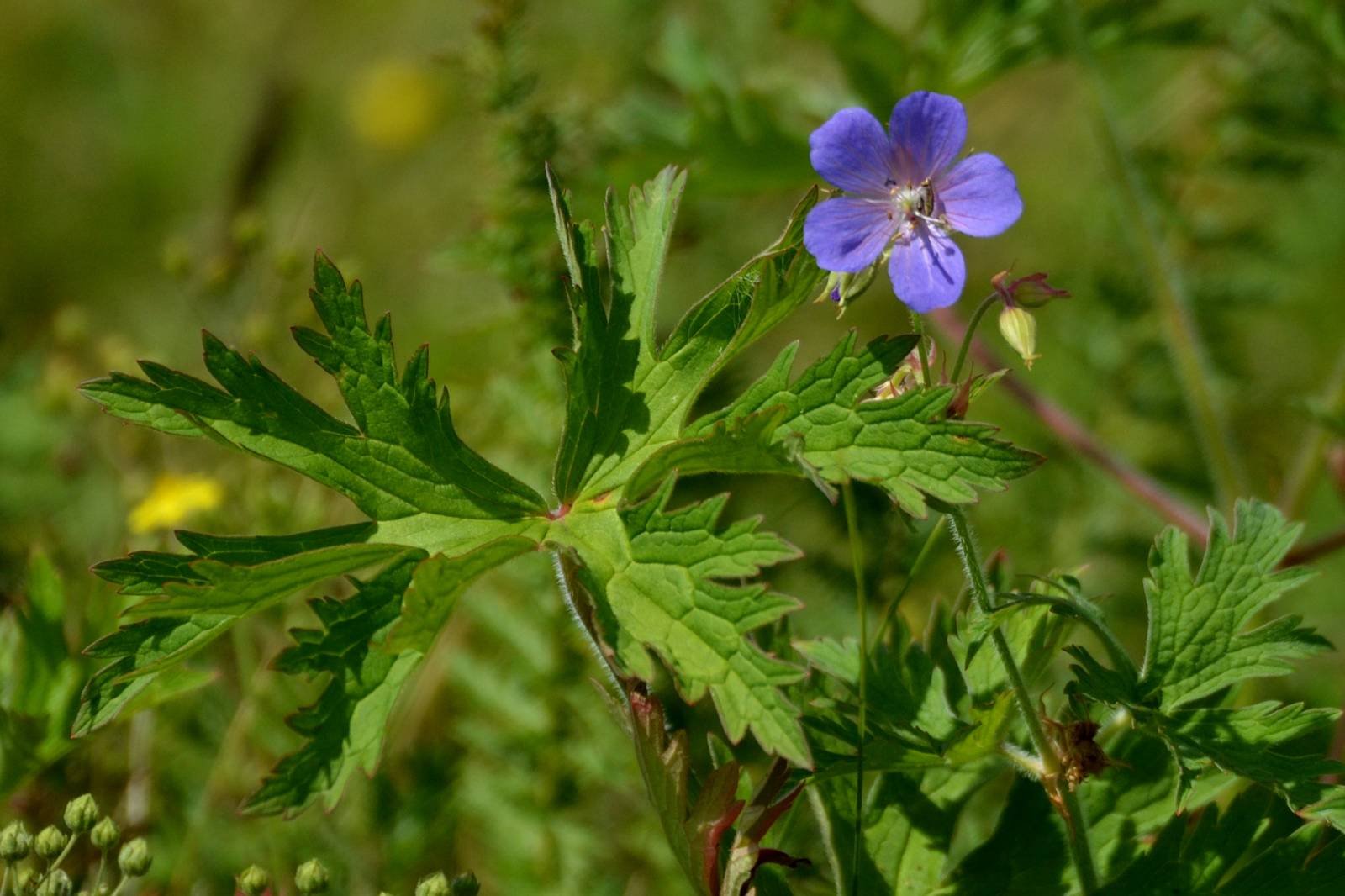 Герань луговая. Герань Луговая журавельник. Герань Луговая []* (Geranium pratense. Герань Луговая в траве. Аистник Луговой.