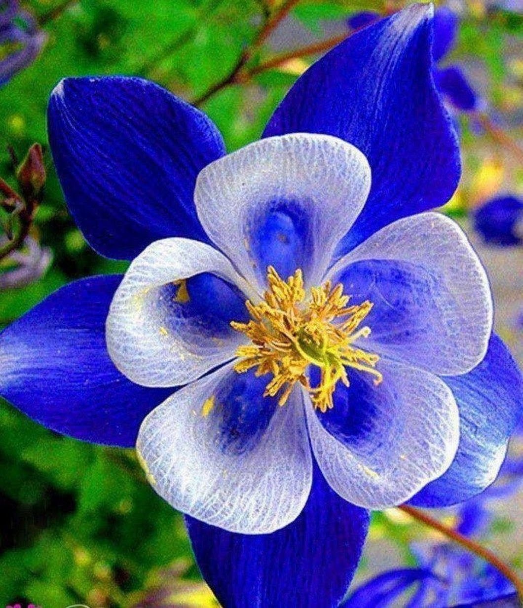 Топ 10 невероятно редких цветов в мире (фото)