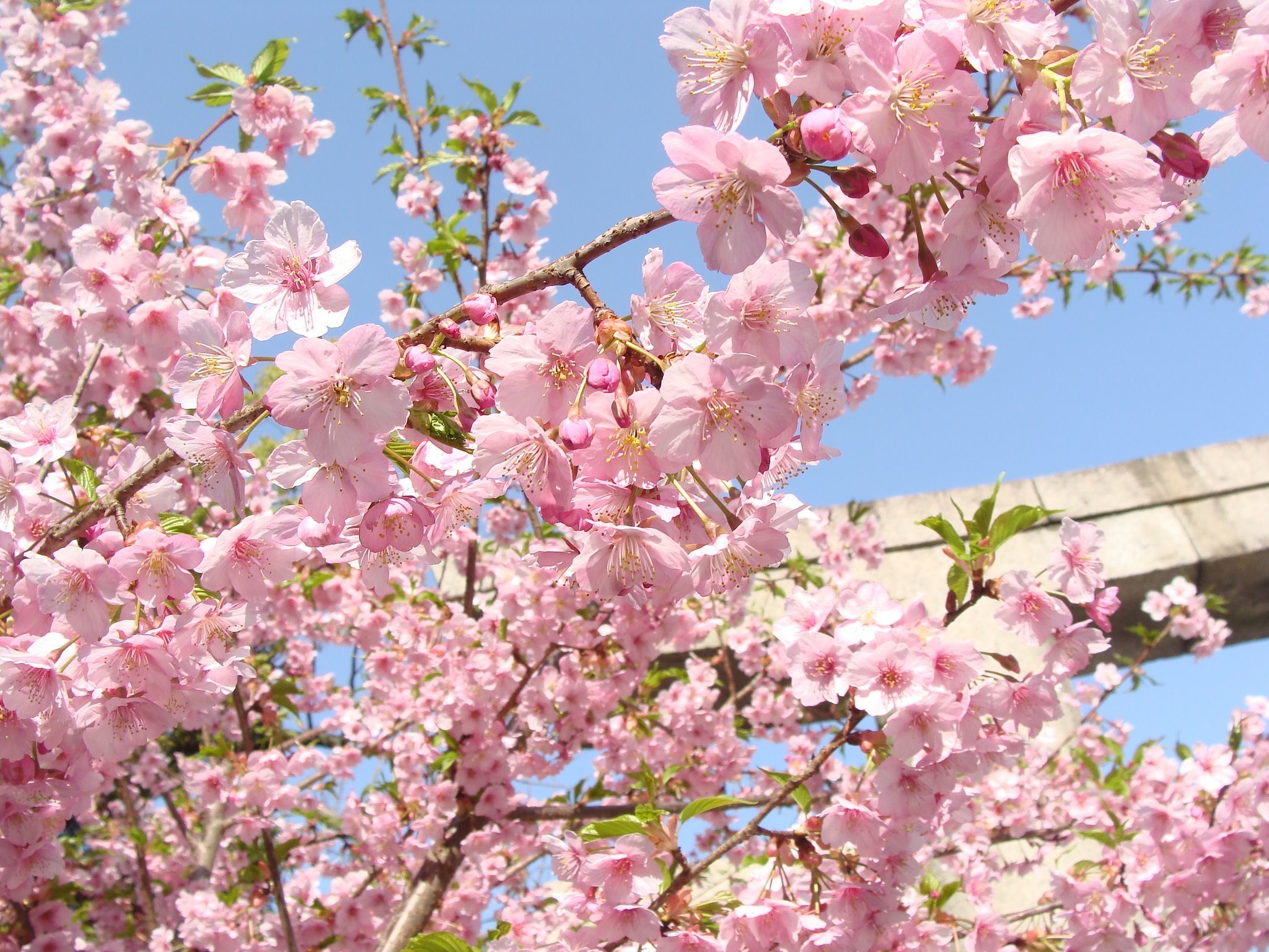 Что цветет розовым цветом деревья. Яблоня черри блоссом. Дерево вишня розовоцветущая. Сакура Ошидори. Сакура Койо-но-май.