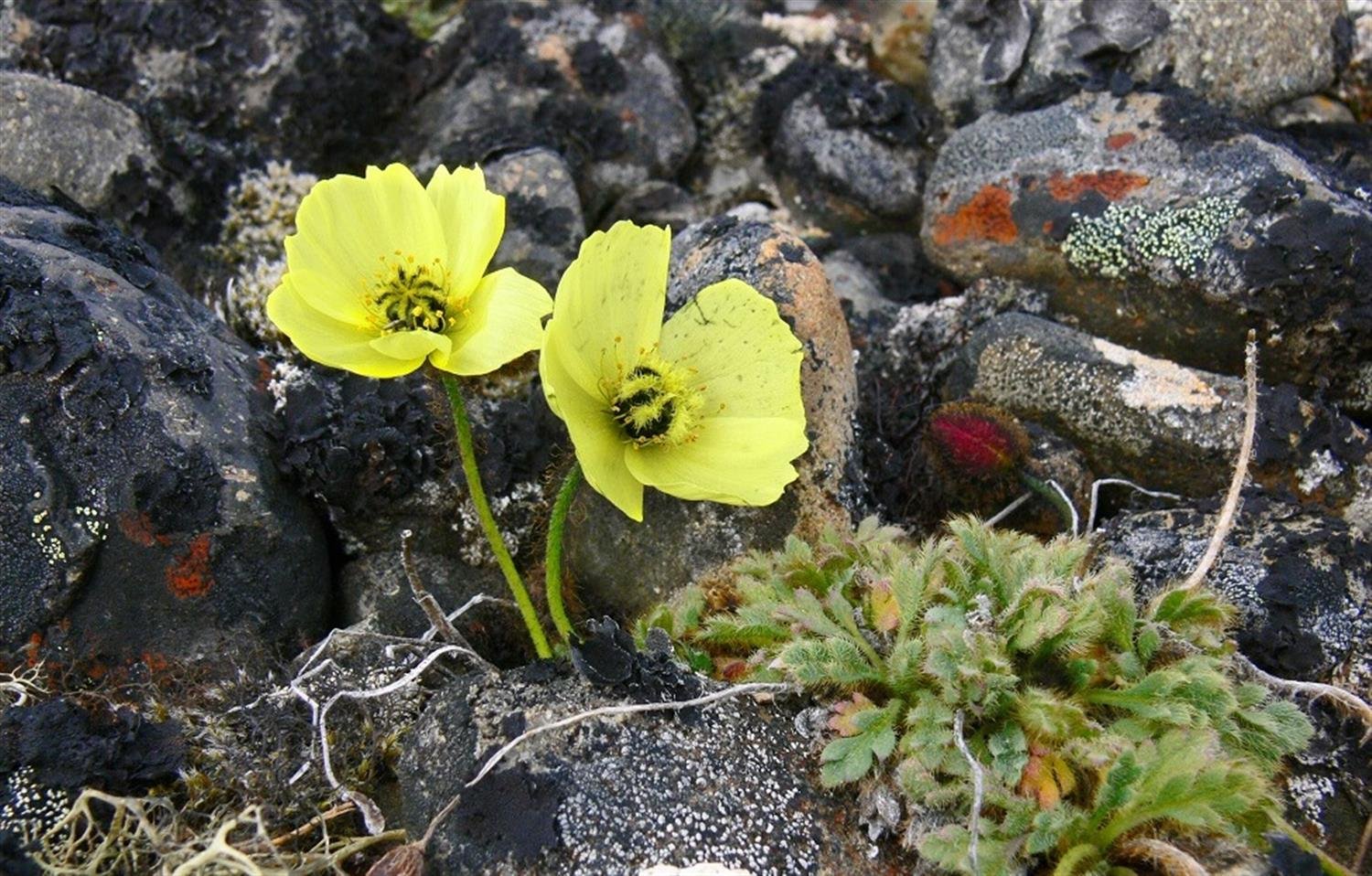 Полярный мак. Полярный Мак в Арктике. Мак Полярный (Papaver radicatum). Арктическая пустыня Полярный Мак. Полярный Мак белошерстистый.