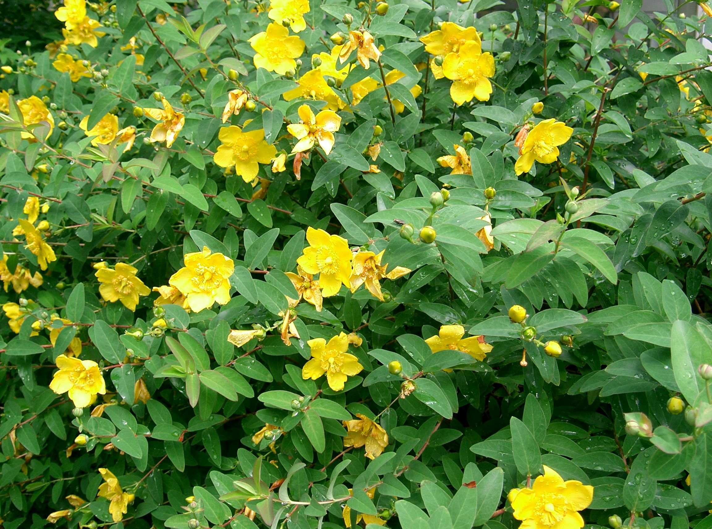 Желтый кустарник название и фото цветущий. Зверобой кустарниковый Хидкот. Зверобой кустарниковый "Hidcote" ("Хидкот"). Зверобой Hidcote. Зверобой кустарниковый Hidcote.
