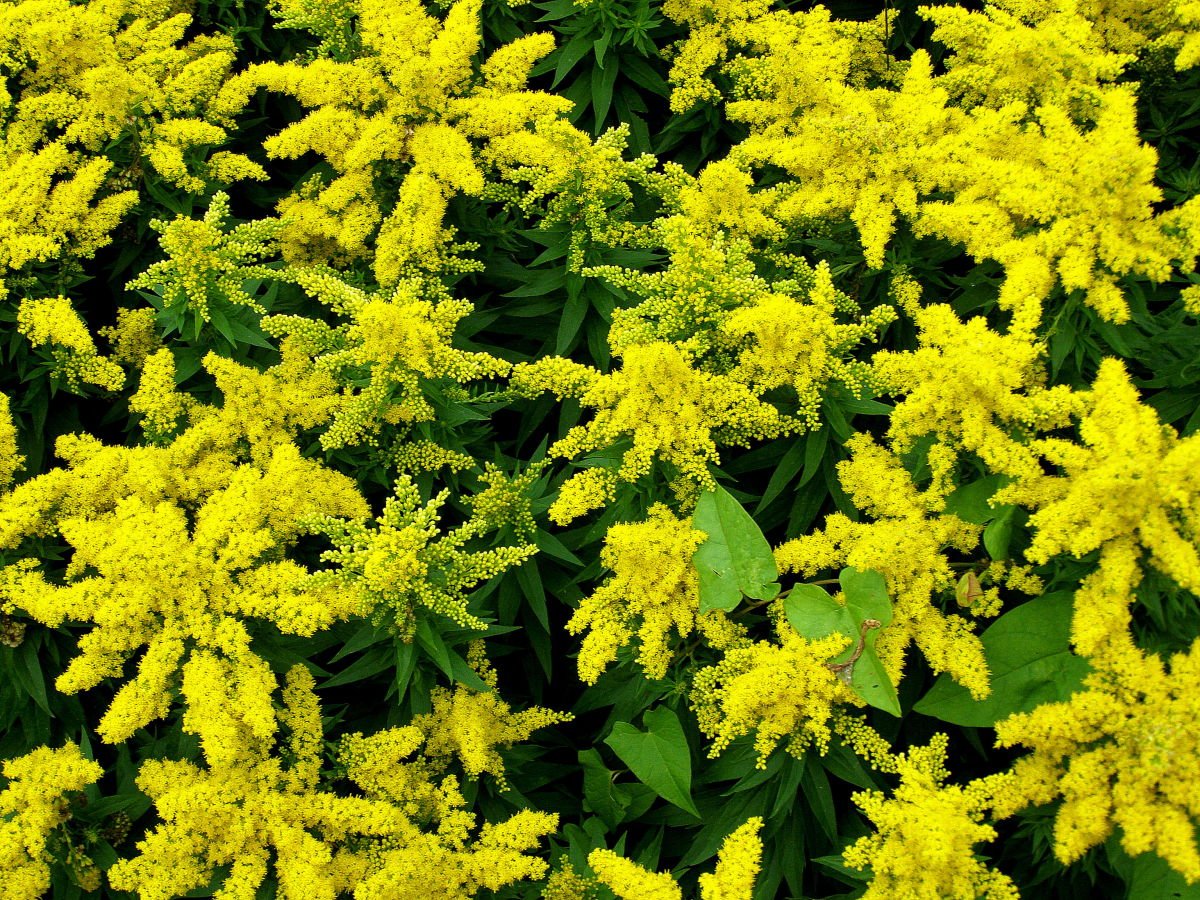 Желтые многолетние цветы фото и названия