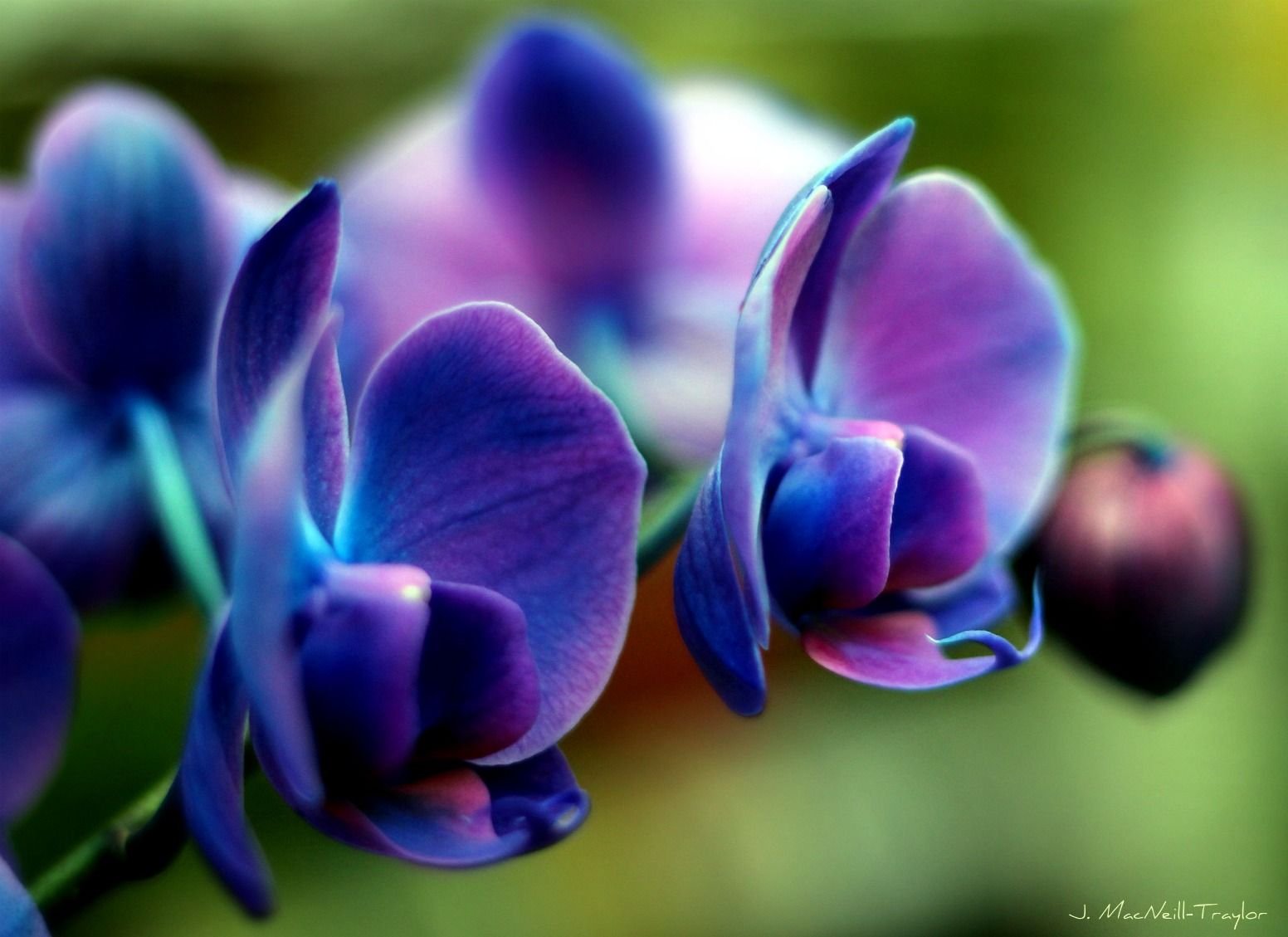 Orchid blues