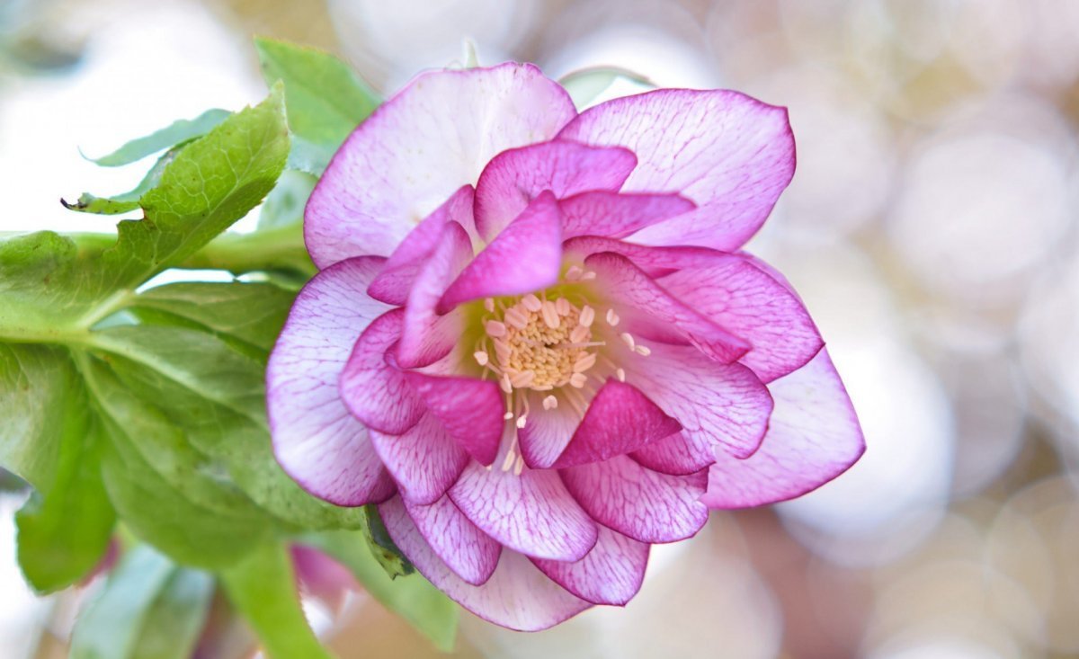 Розовые махровые цветы