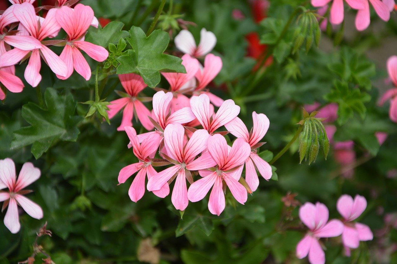 Герань сколько букв. Пеларгония Friesdorf. Пеларгония декоративнолистная. Pink Geranium пеларгония. Пеларгония Margaretta.