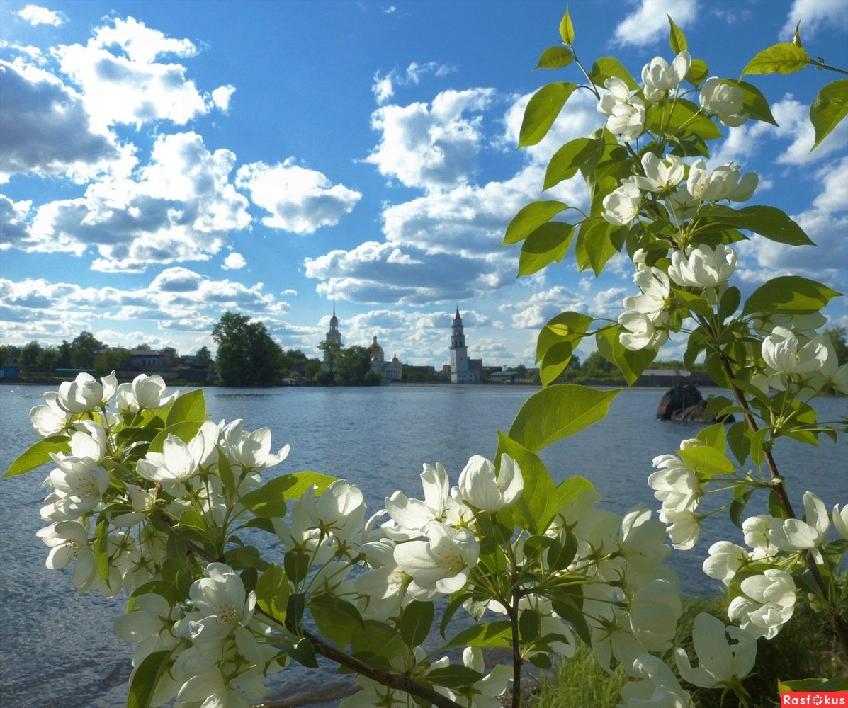 По над рекой сад цветет. Цветущая черемуха яблоня. Река черемуха Рыбинск. Черемуха на берегу реки. Цветущая черемуха у реки.