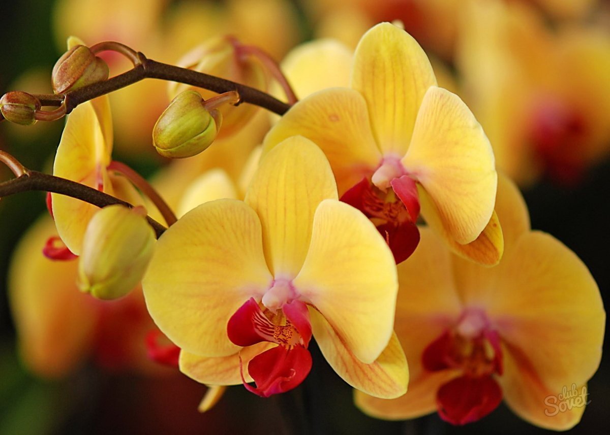 Орхидея желтая