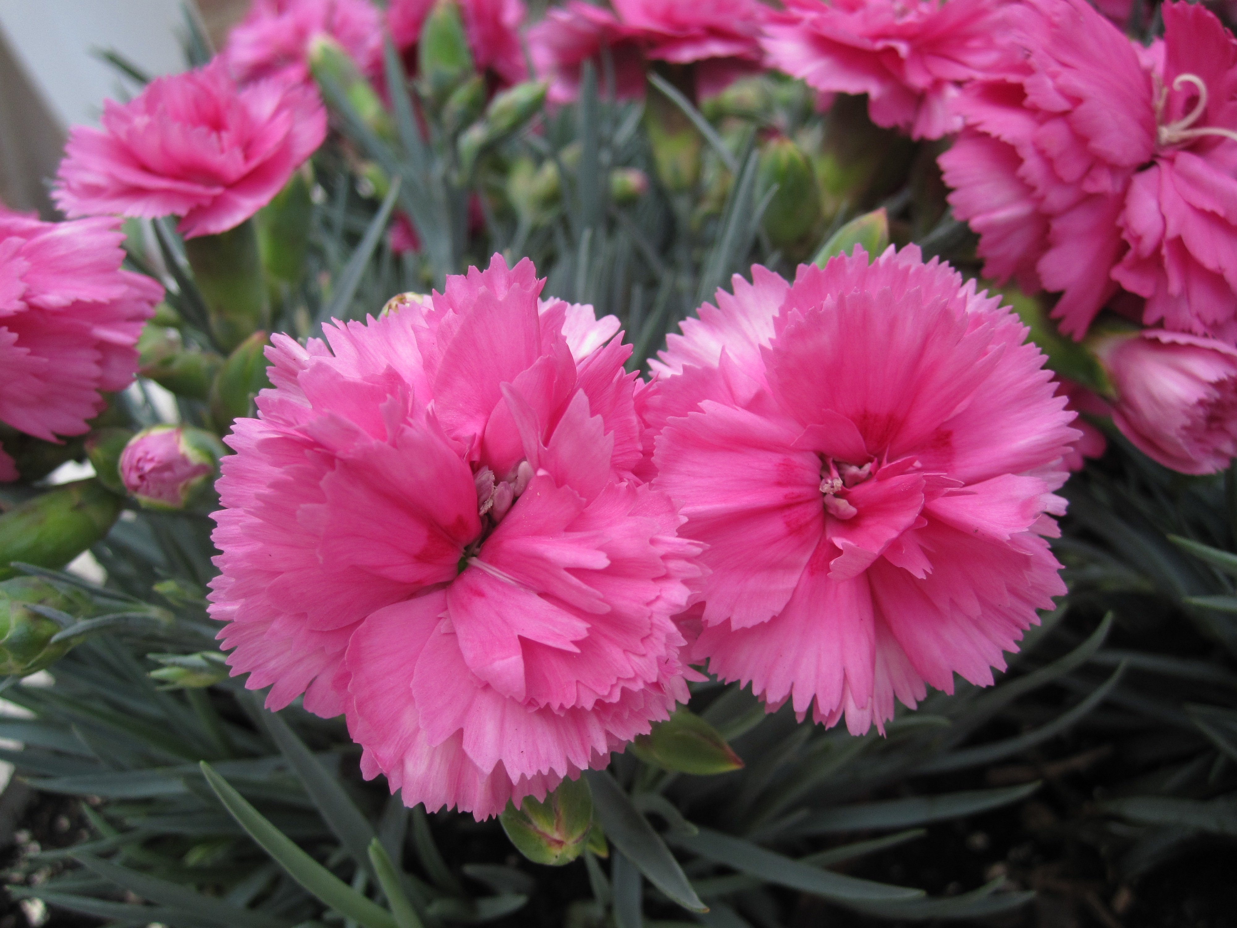 Гвоздика садовая сорта. Садовая гвоздика (Dianthus caryophyllus). Гвоздика Альвуда. Гвоздика Альвуда Садовая. Гвоздика Садовая (Dianthus caryophyllus) "Chabaud".