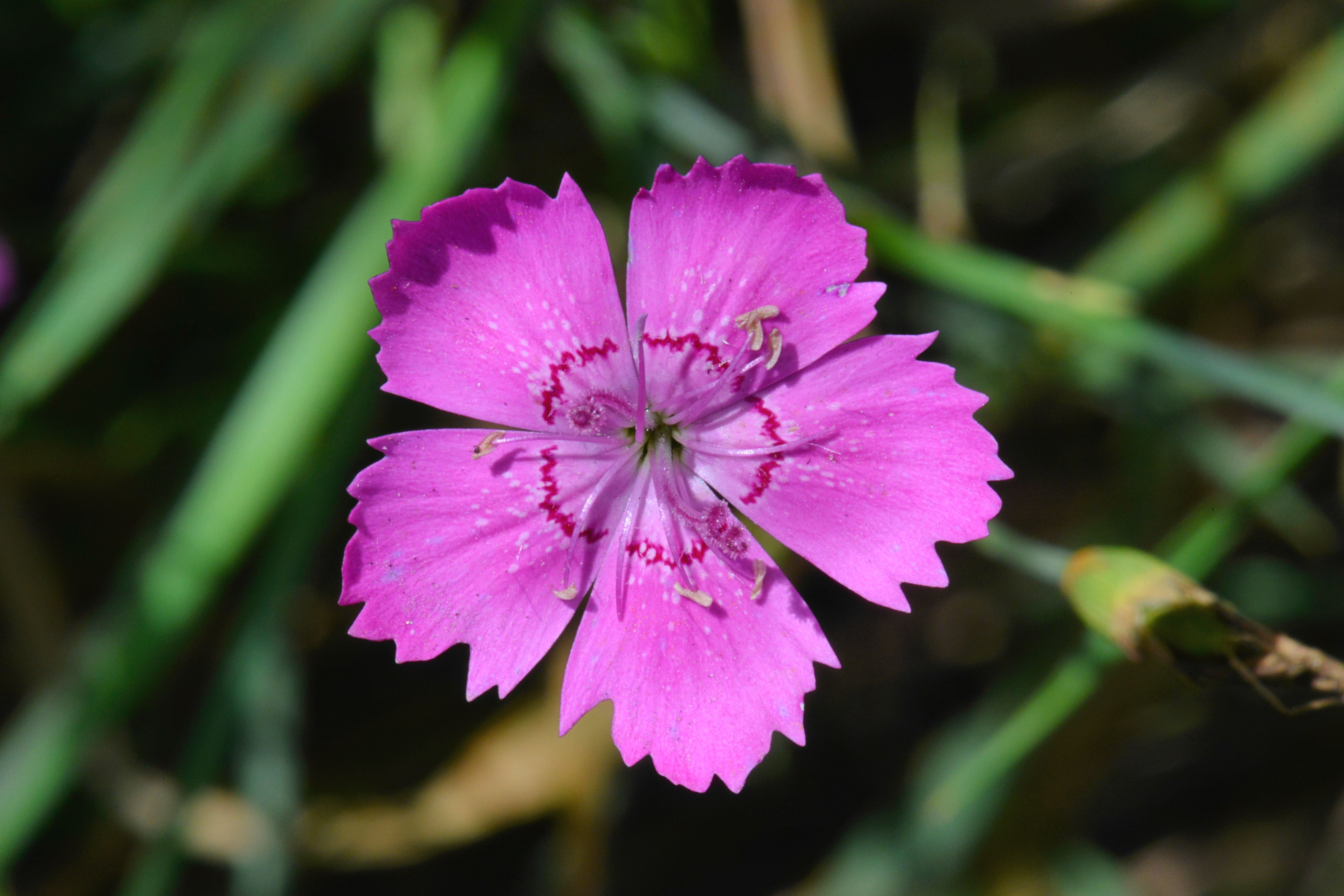 Гвоздика описание фото. Гвоздика Фишера. Гвоздика Фишера Dianthus fischeri Spreng.. Гвоздика блестящая — Dianthus nitidus. Гвоздика Полевая соцветие.