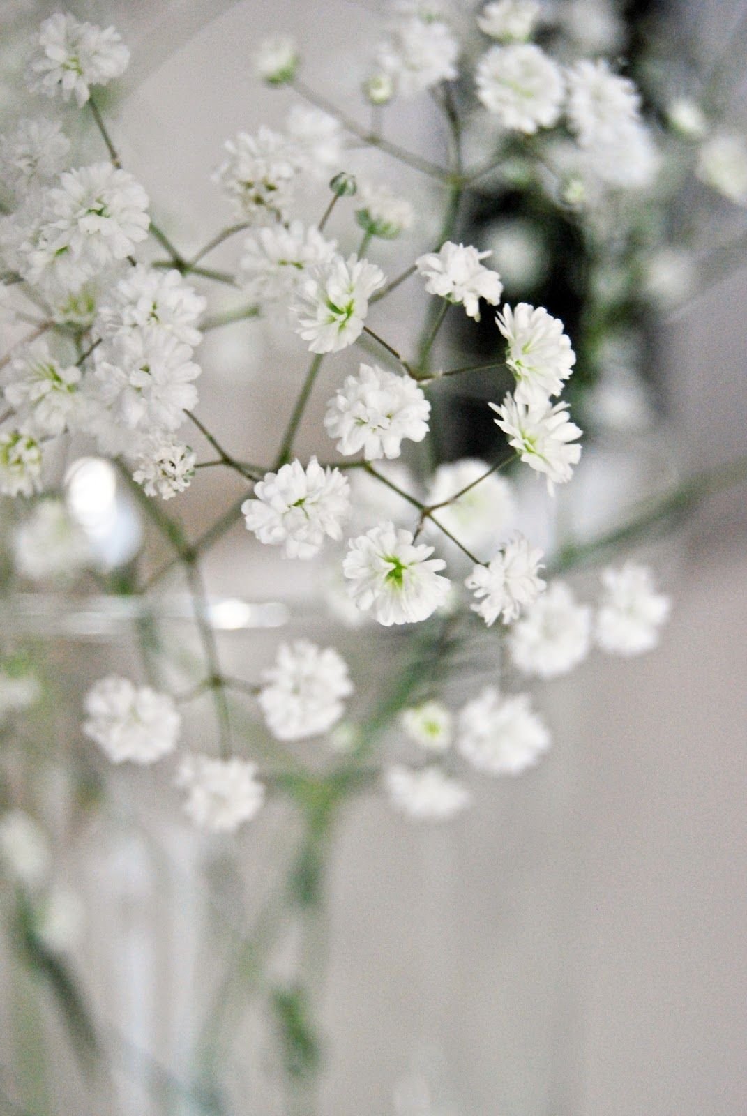 Маленькие белые цветы - 54 фото